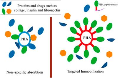 Post-Synthetic Enzymatic and Chemical Modifications for Novel Sustainable Polyesters